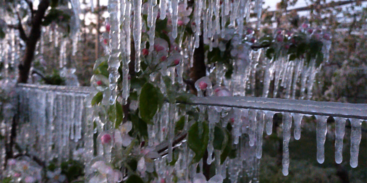 Frutteti in fiore, gli agricoltori temono gelate tardive